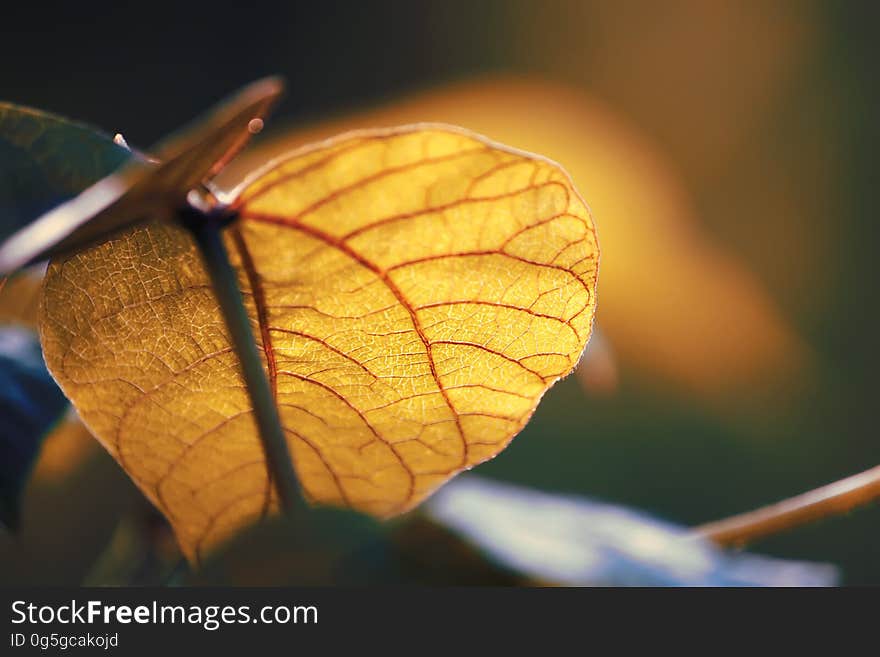 Fresh green spring leaf close up