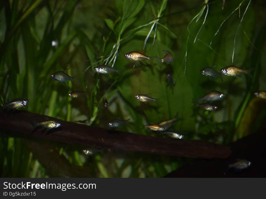 Taken on the aquarium located in the National Zoological Garden of Sri Lanka. Taken on the aquarium located in the National Zoological Garden of Sri Lanka