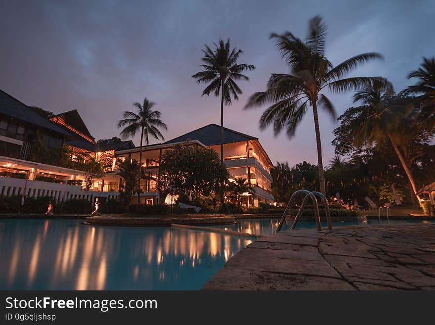 Palm Trees at Night