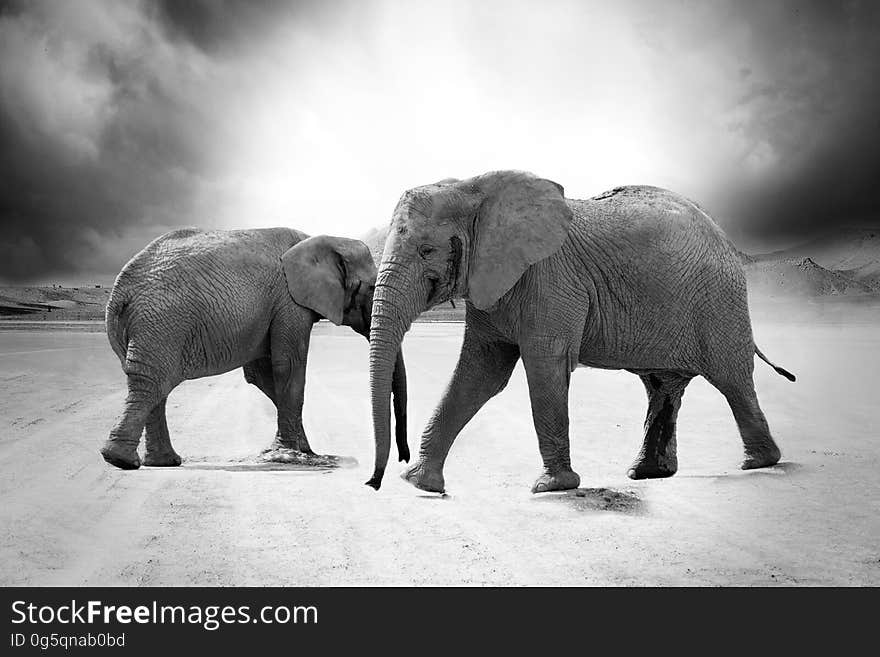 Grayscale Photo of 2 Elephants