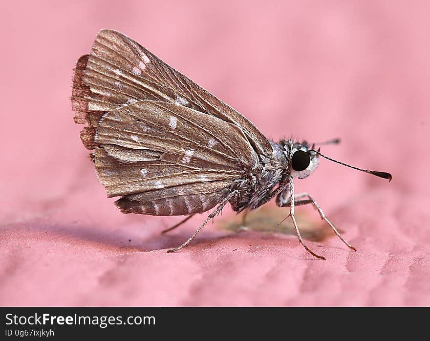 Brown Fly Mouth