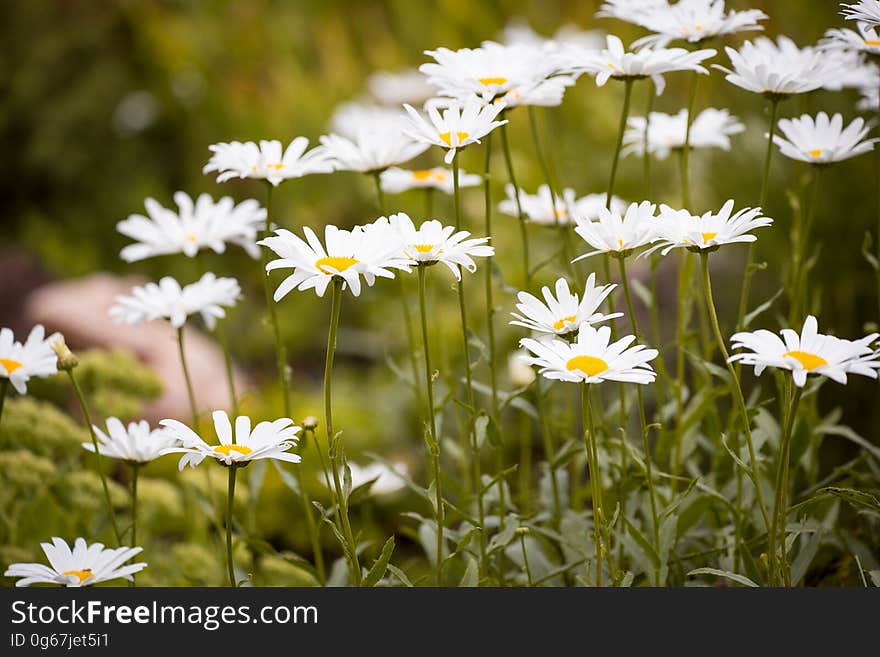 Close Up Photo of White Petaled Flower Plant