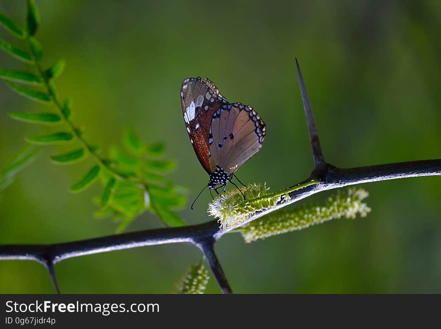 Shallow Photography of Brown and Black Butterfly Perched on Black Plantbranch