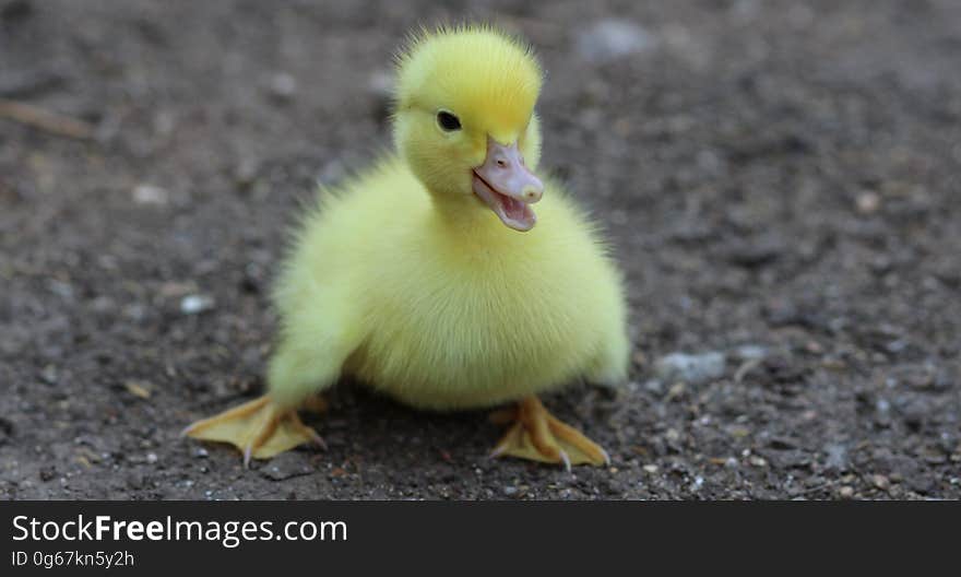 Yellow Duckling on Gray Dirt