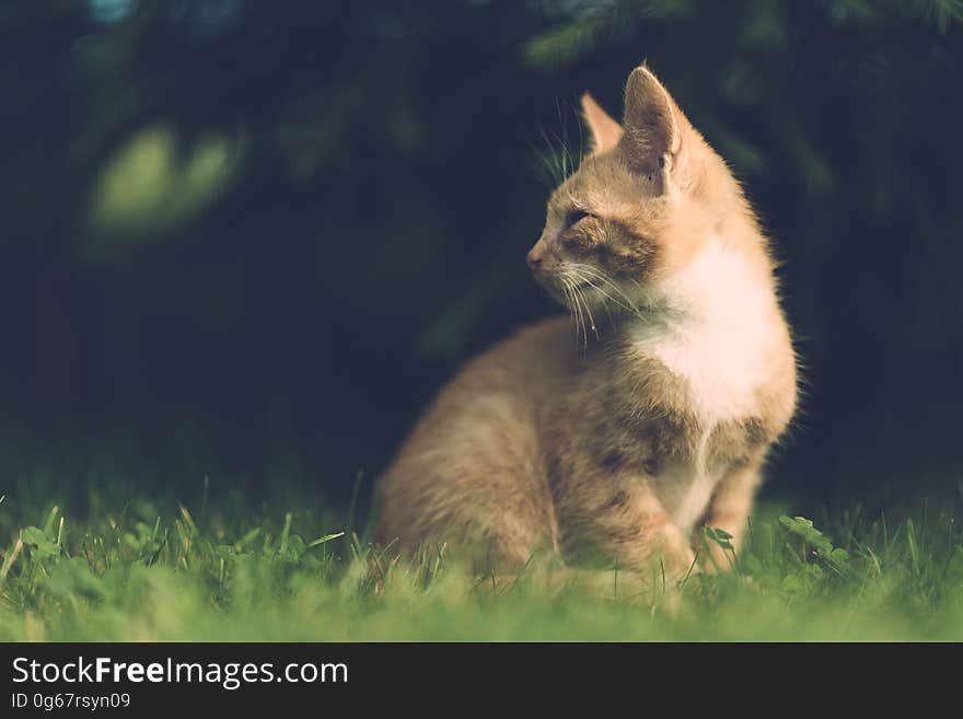 Portrait of young cat sitting in green grasses outside on sunny day. Portrait of young cat sitting in green grasses outside on sunny day.