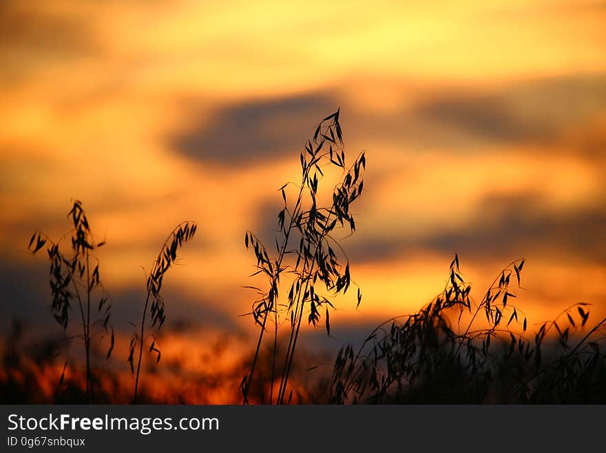 Wheat Field during Sun Set