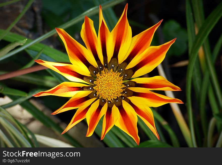 Close up of bright yellow and red flower blossom in green grasses.