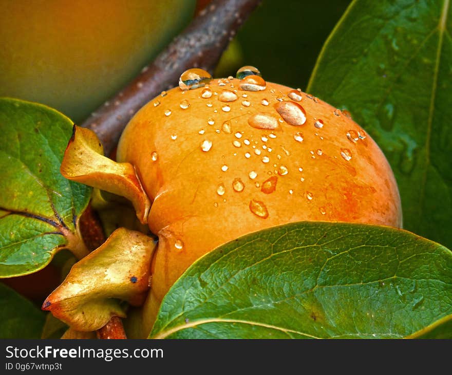 A ripe persimmon fruit on the tree with rain drops on the surface.