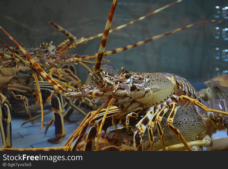 Close-up of Lobster