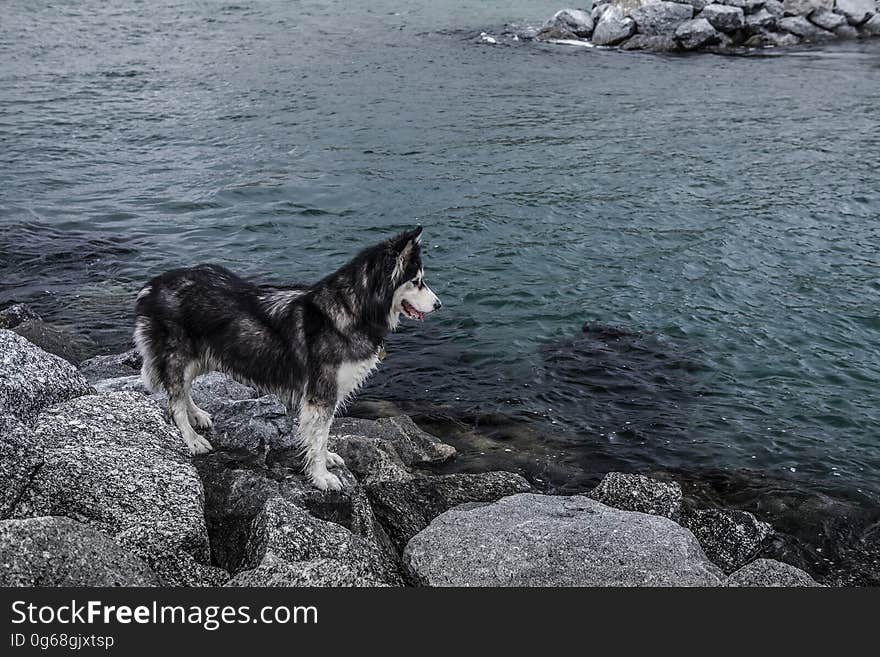 Dog stood on rocks by beach looking at sea. Dog stood on rocks by beach looking at sea.