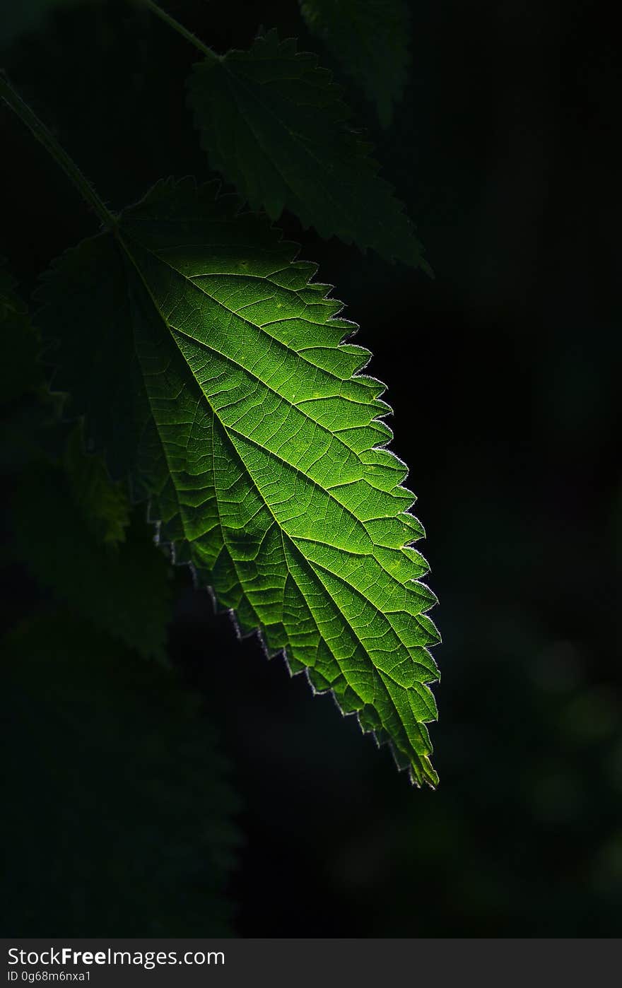 Green Leaved Plants