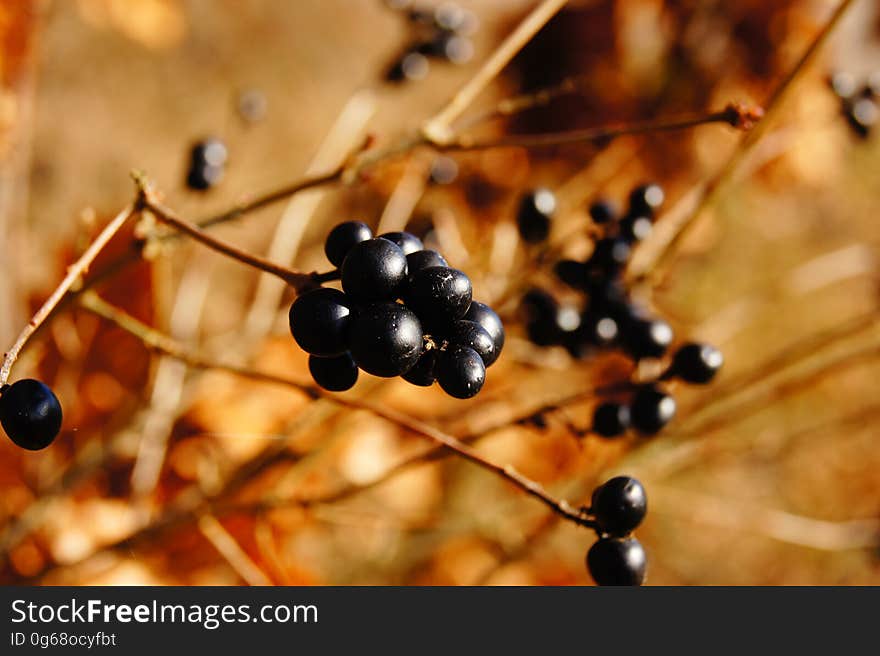 Blackberries