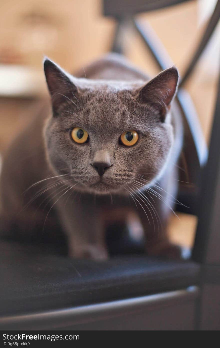 Gray and Yellow Eye Cat