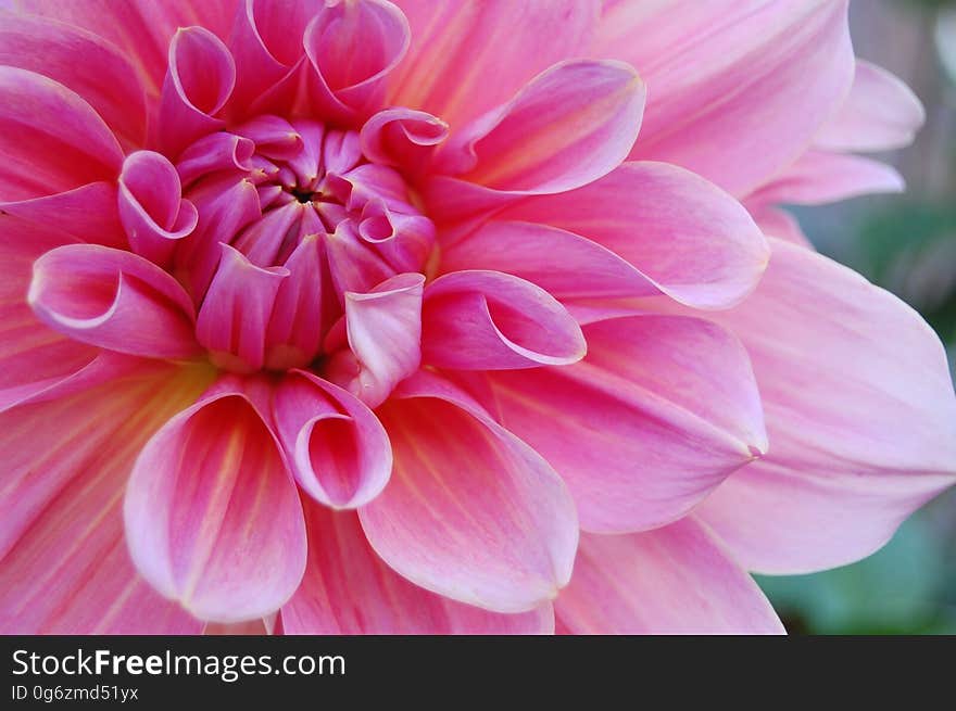 Flower, Pink, Plant, Dahlia