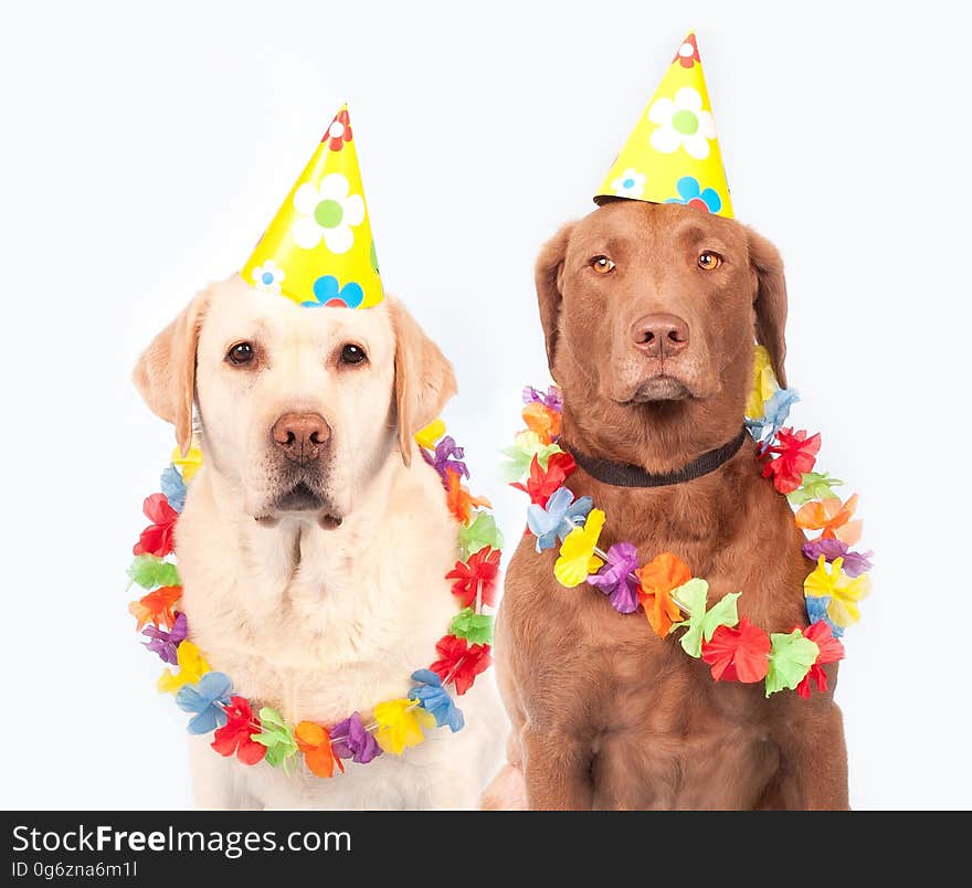 Dog, Party Hat, Dog Like Mammal, Dog Breed