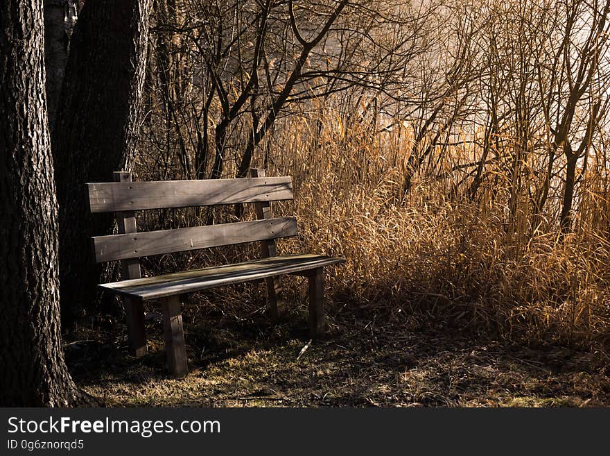 Nature, Tree, Woodland, Woody Plant