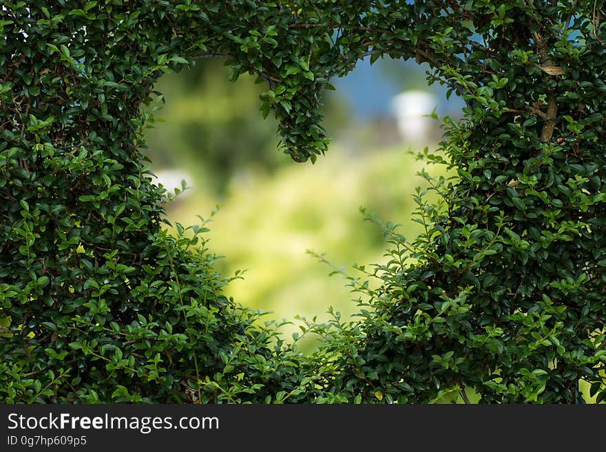 Vegetation, Nature, Green, Ecosystem