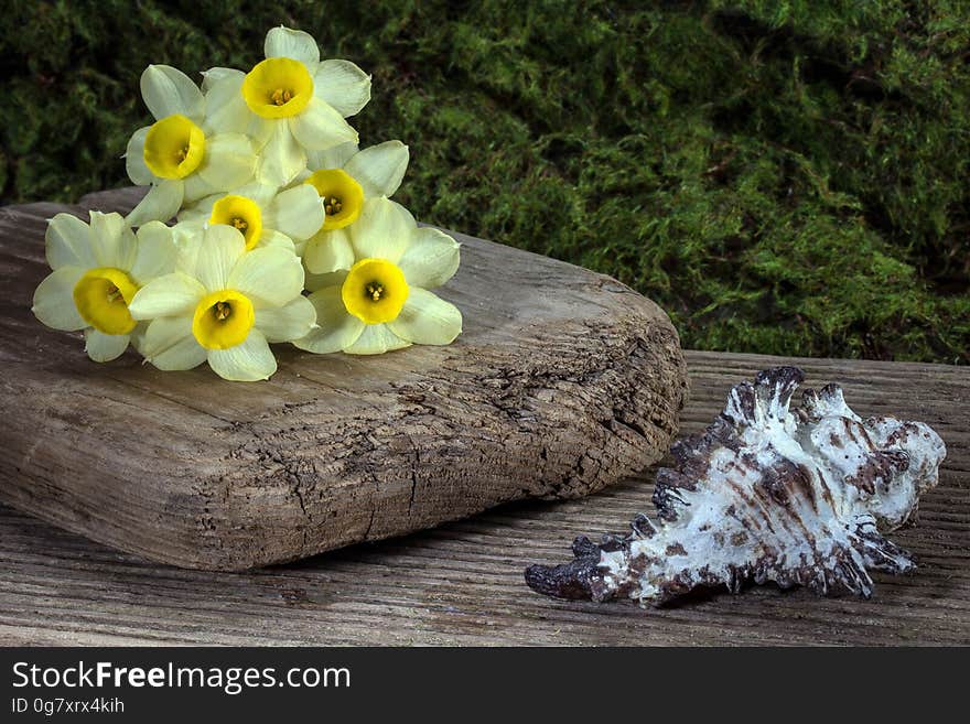 Yellow Flower on Wooden Plank Beside White Shell