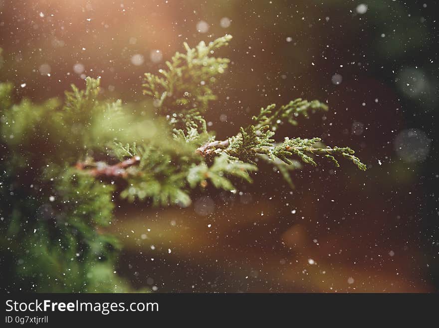 Bokeh glow of snowflakes over green pine tree branches. Bokeh glow of snowflakes over green pine tree branches.