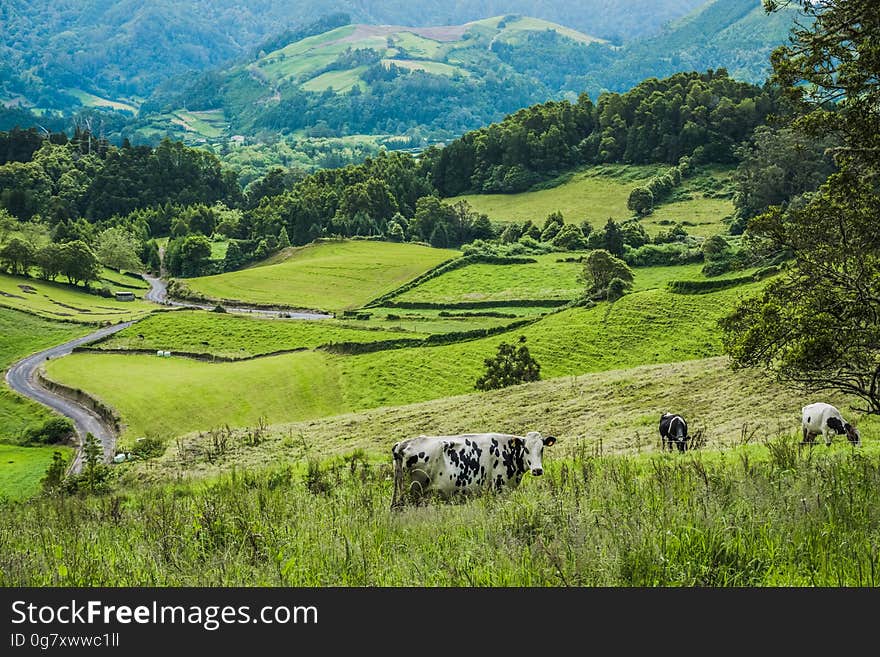 Cows on green hillside in mountain valley countryside.