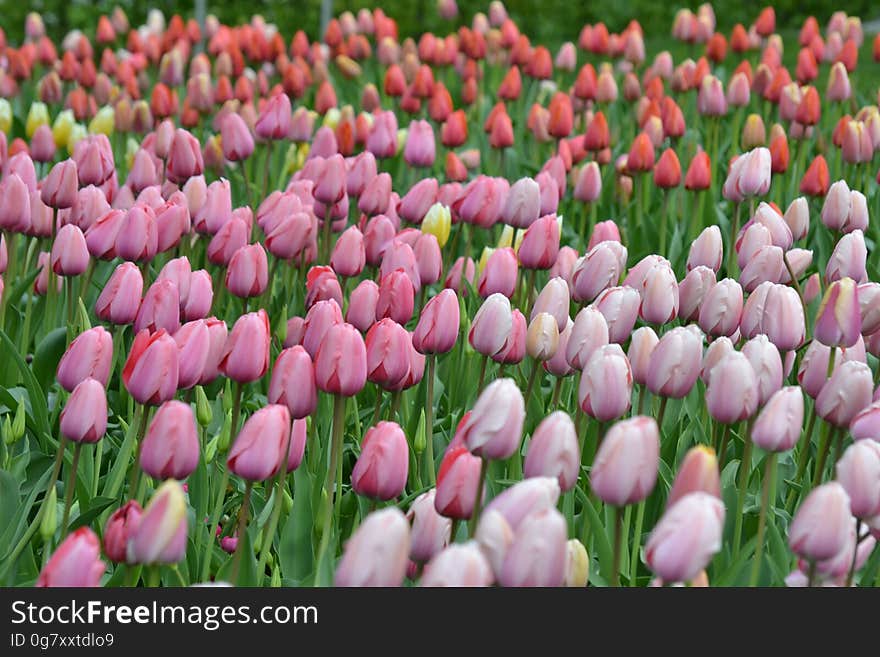 Colorful tulips in green field on sunny day. Colorful tulips in green field on sunny day.