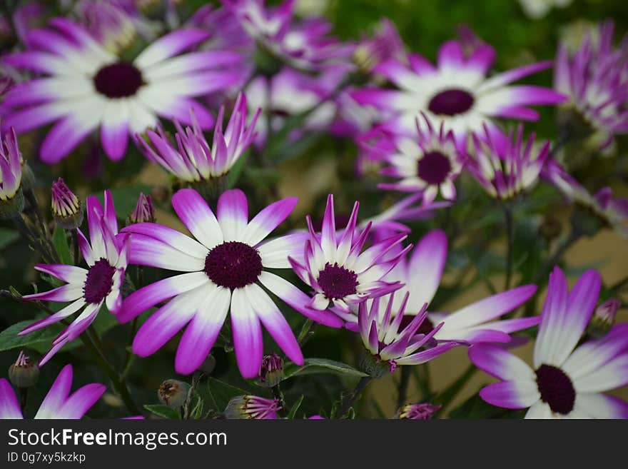 Close up of flowers with violet and white flowers.