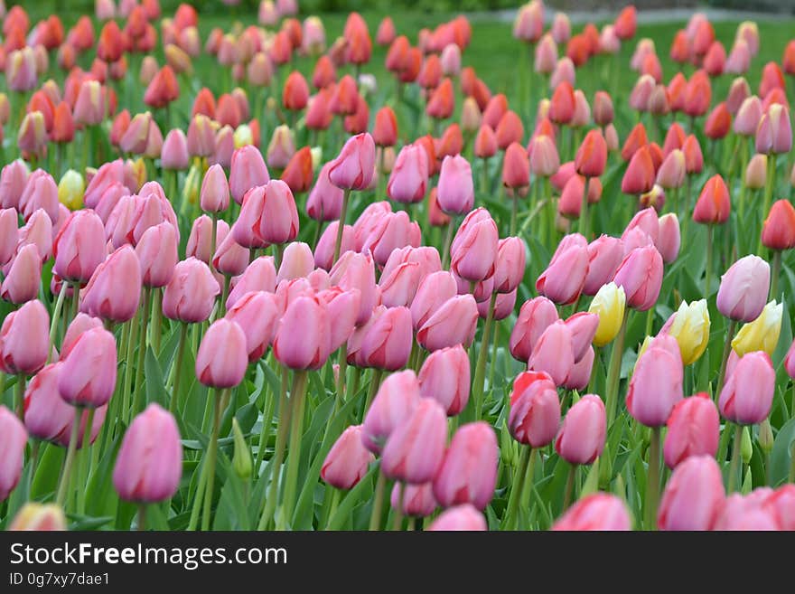 Field filled with purple and red tulips with a few yellow tulip flowers intermingled. Field filled with purple and red tulips with a few yellow tulip flowers intermingled.