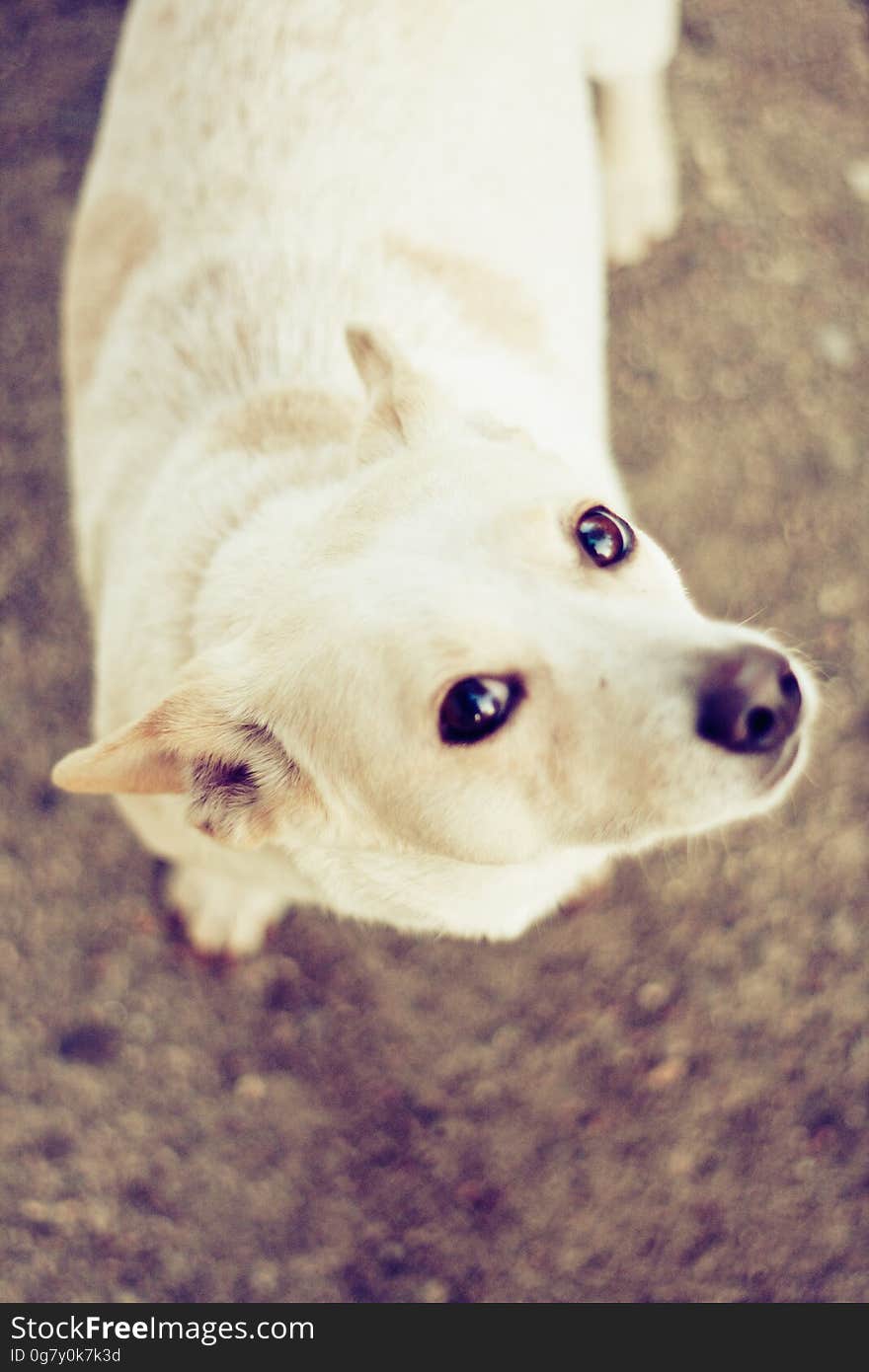 Cute pet