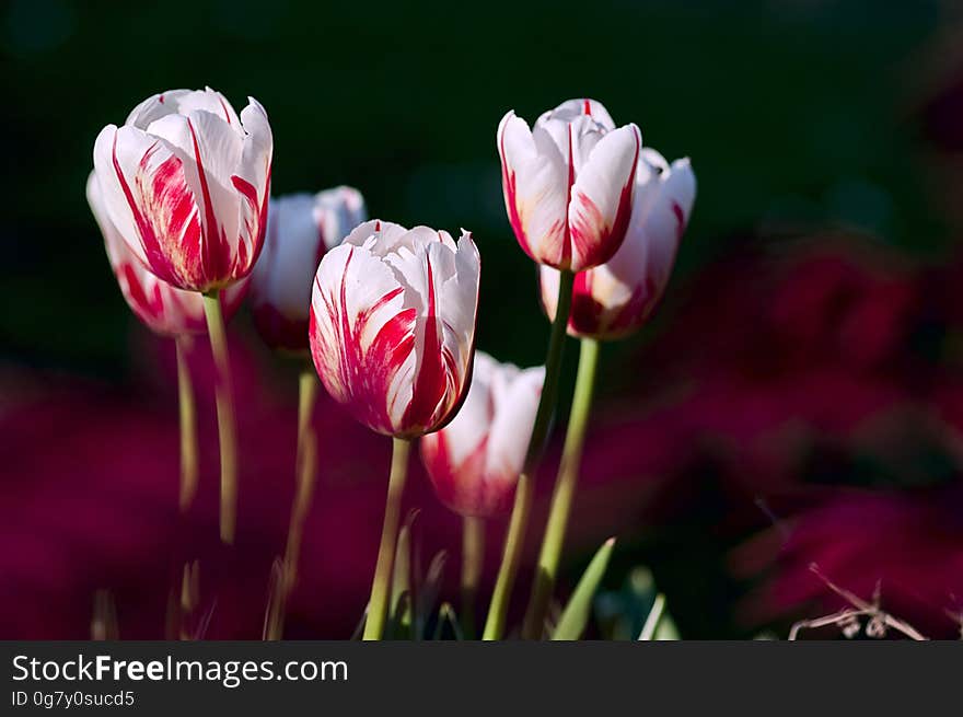 A close up of red white tulip flowers. A close up of red white tulip flowers.