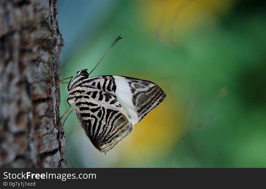 Side view of black and white butterfly resting on plan with blurred background and copy space.