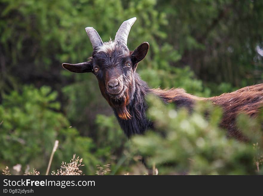 A pet goat in the forest