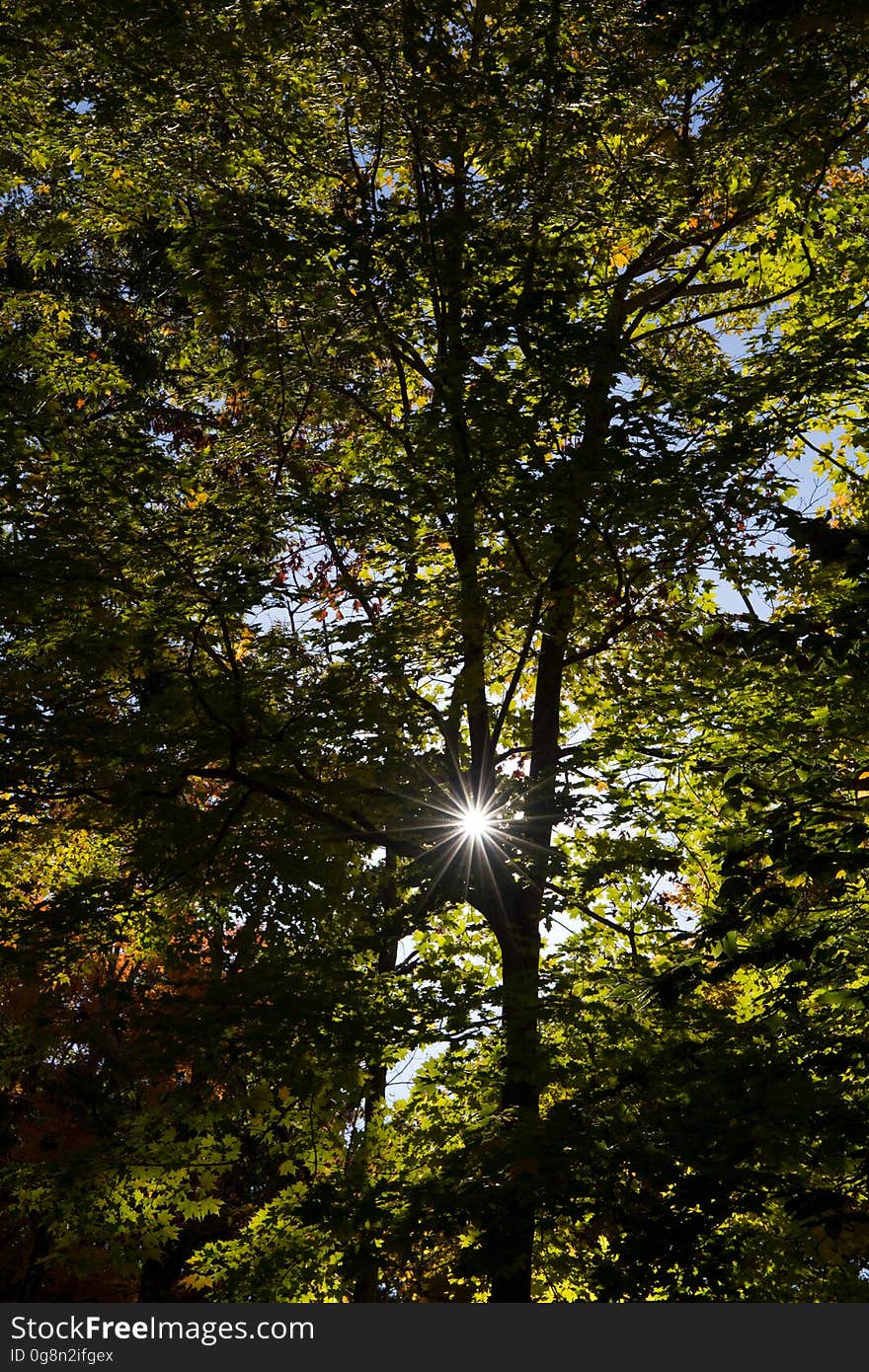 Sunlight through green leafy tree branches. Sunlight through green leafy tree branches.