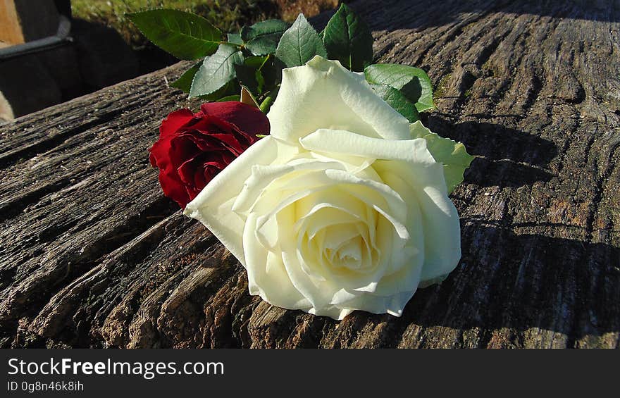 A white rose and a red rose on a wooden board in the sunlight. A white rose and a red rose on a wooden board in the sunlight.