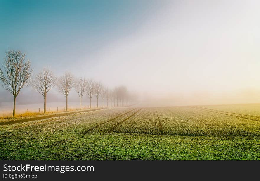 Trees lining fields planted with crops in countryside with fog at sunrise. Trees lining fields planted with crops in countryside with fog at sunrise.