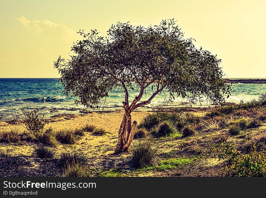 A single tree on a beach and open sea in the background. A single tree on a beach and open sea in the background.