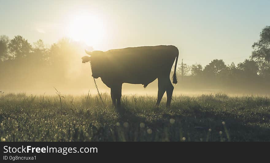 A cow standing on the field at sunrise. A cow standing on the field at sunrise.