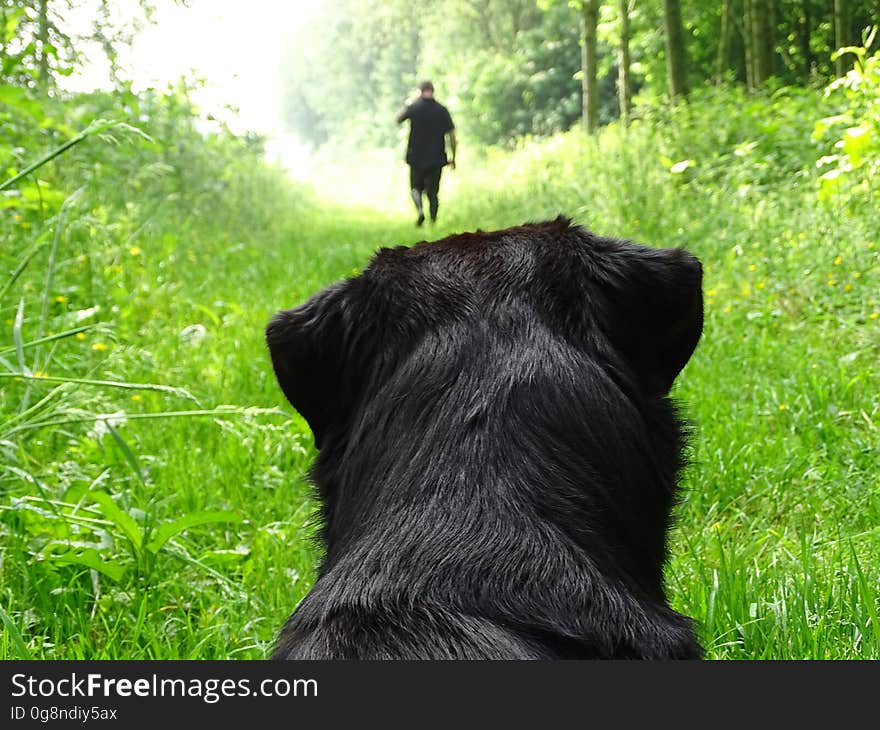 A dog watching man walking in forest from the 3rd person perspective.