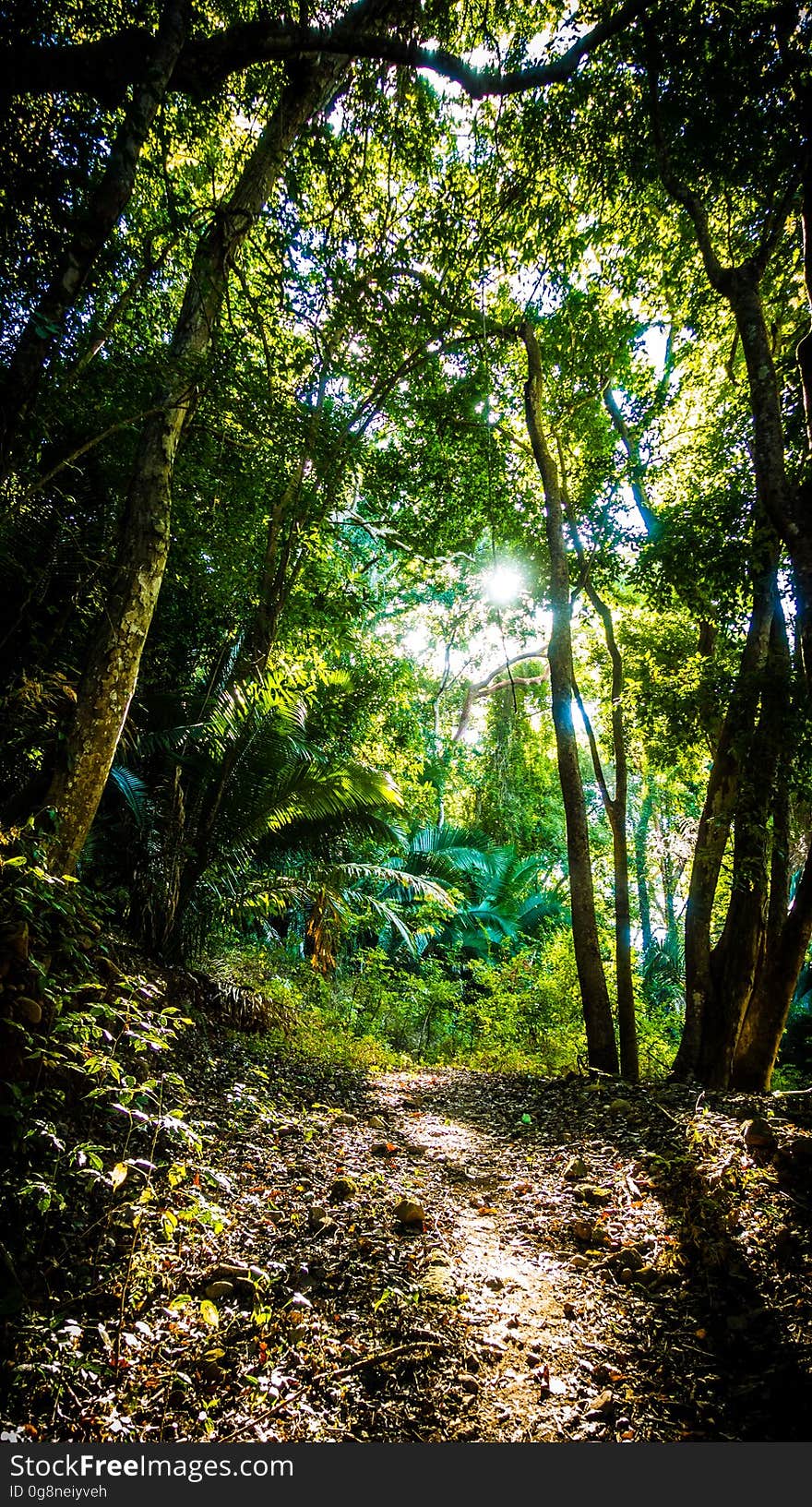 A path going through a green forest. A path going through a green forest.