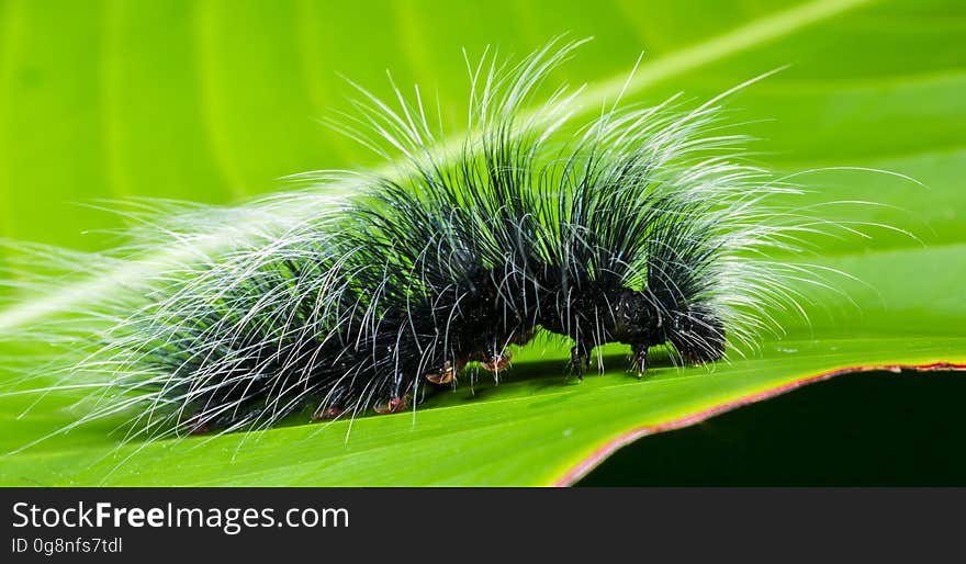 Black and White Hairy Caterpillar on Top of Green Leaf