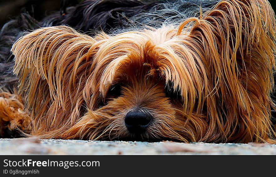 Close Up Photo Brown Long Coat Dog