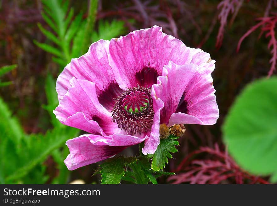 Pink Petaled Flowering Plant on Close Up Photography