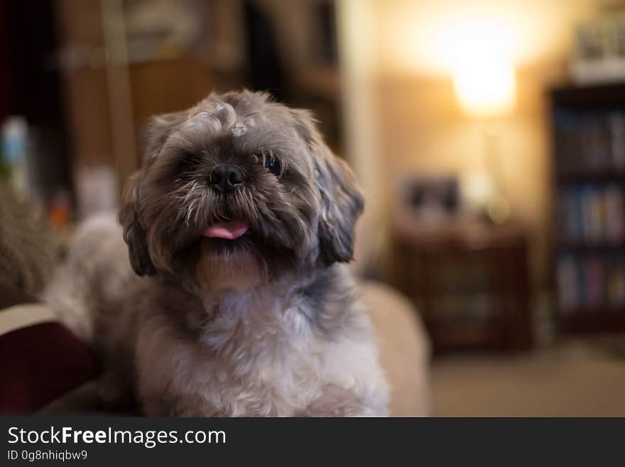 A portrait of a cute pet dog with a protruding tongue. A portrait of a cute pet dog with a protruding tongue.