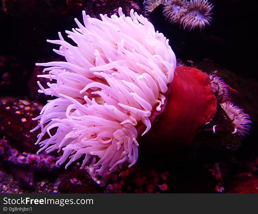 Pink and Red Seaweeds