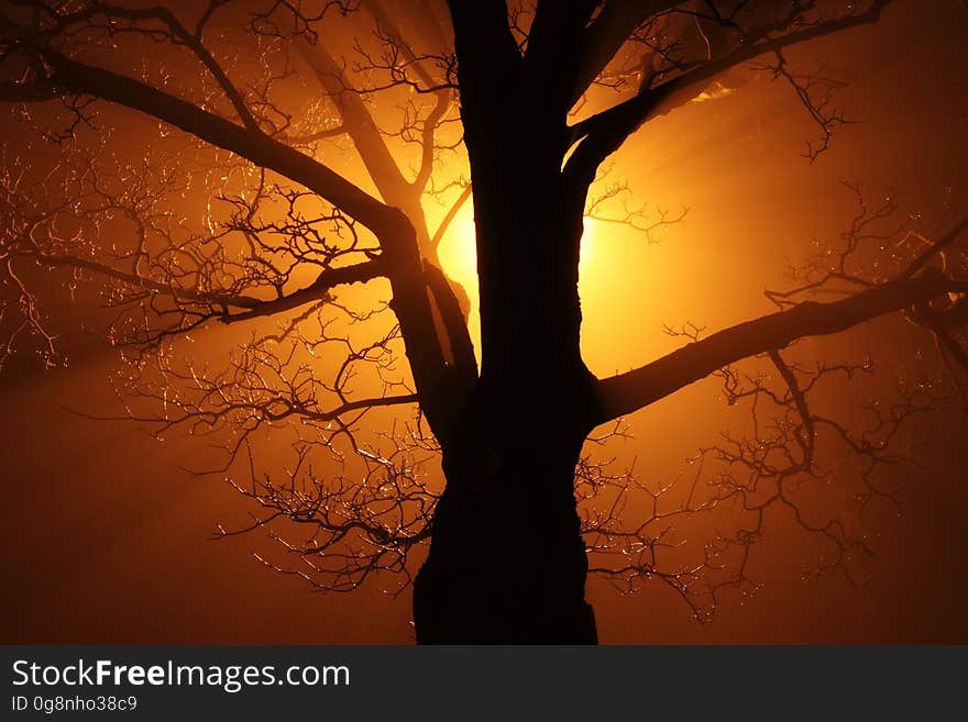 Silhouette of Bare Tree Against Sunlight