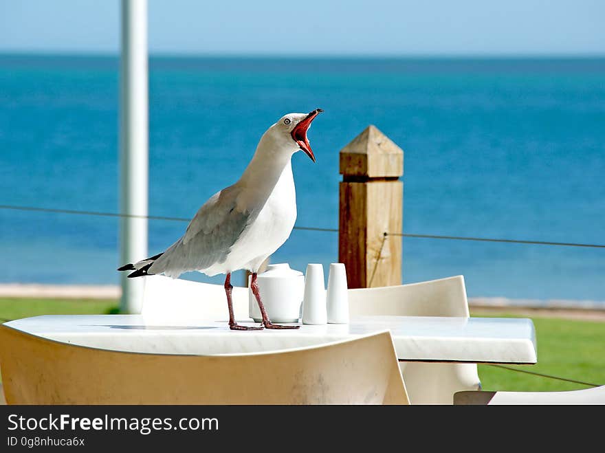 Bird, Sky, Beak, Sea