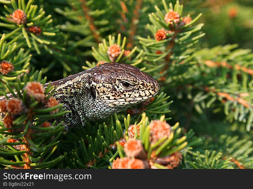 Pine Family, Reptile, Spruce, Organism