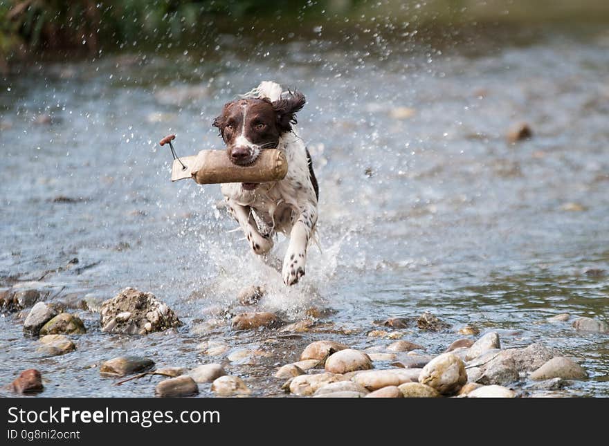 Dog, Water, Dog Like Mammal, Dog Breed