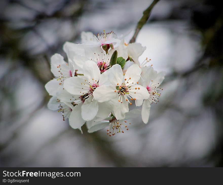 Flower, White, Blossom, Spring