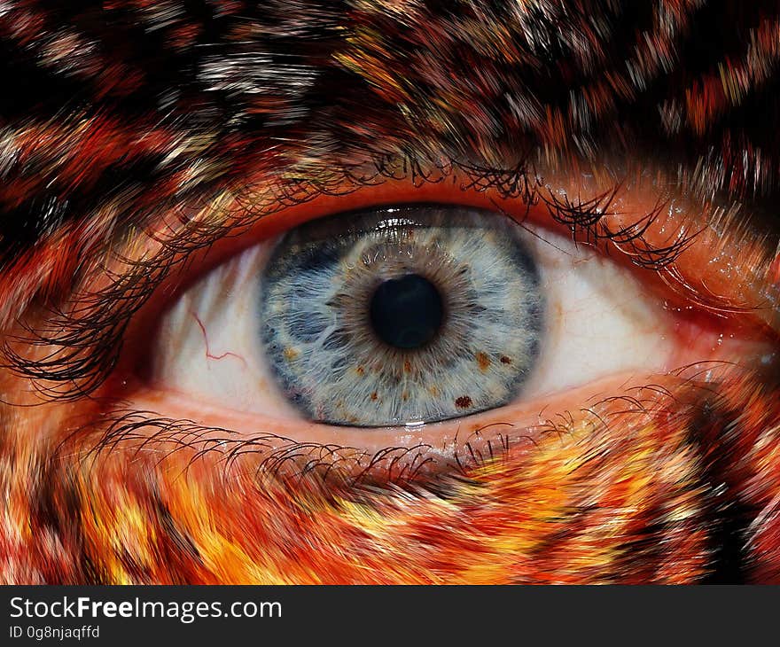 Eye, Close Up, Iris, Eyelash