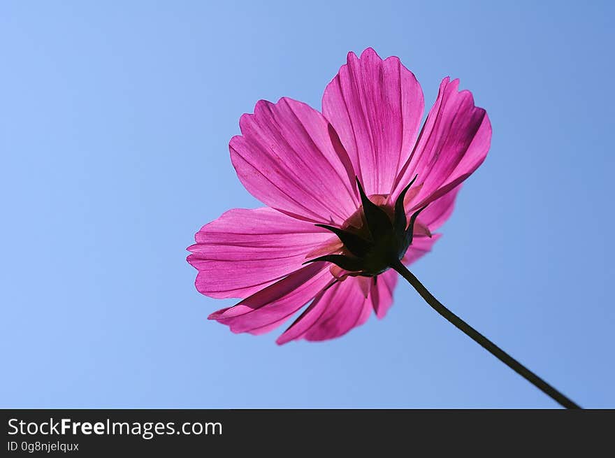 Flower, Pink, Garden Cosmos, Flowering Plant